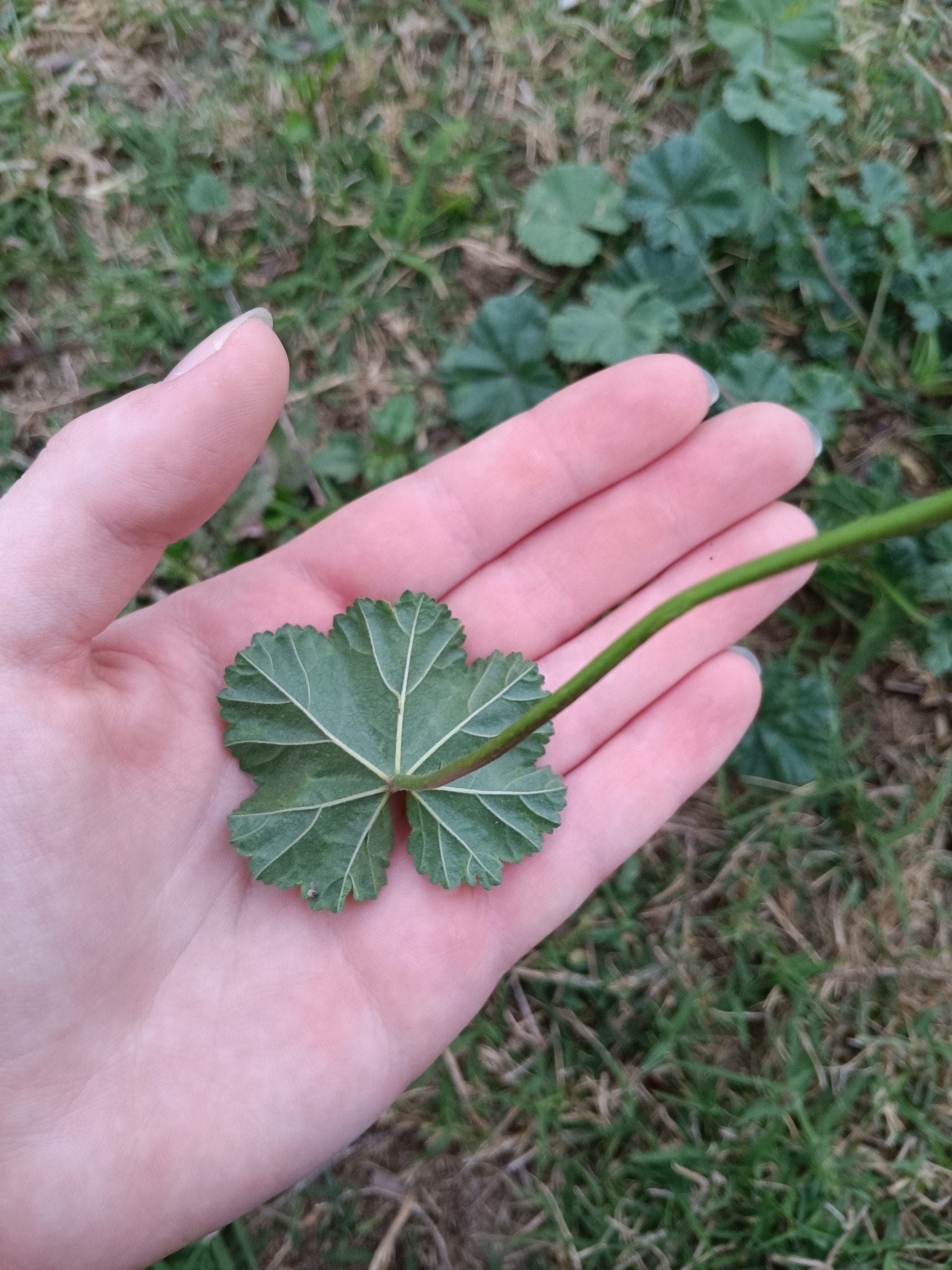 Imagem de Malva-branca
