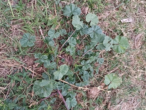 Foto de Malva-branca