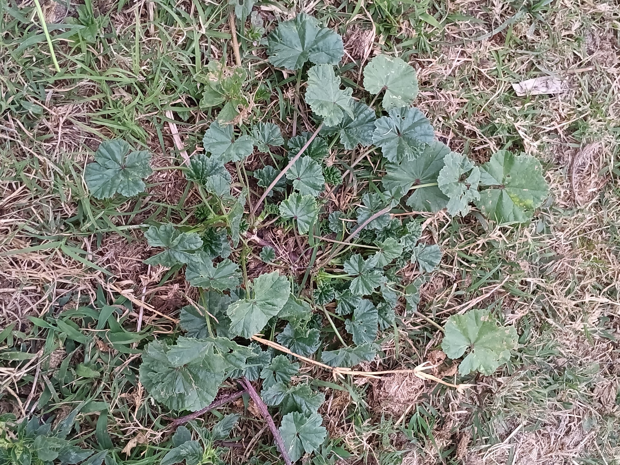 Imagem de Malva-branca