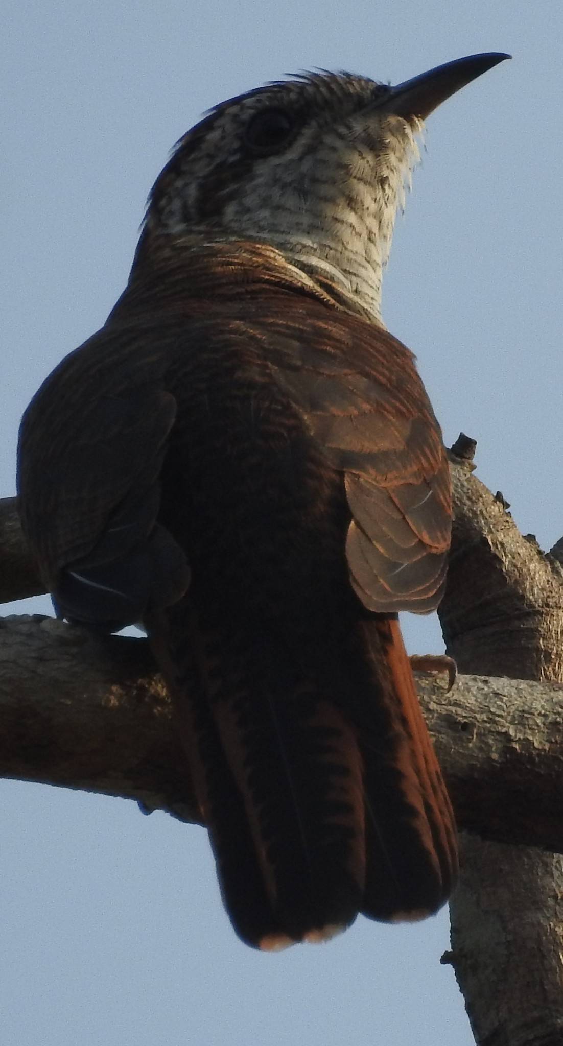 Banded Bay Cuckoo
