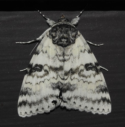 White Underwing
