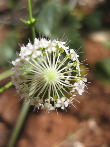 Image of Trachymene oleracea by (c) Andrew Thornhill, some rights reserved (CC BY)
