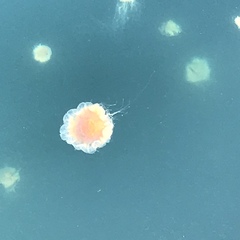 Cyanea capillata