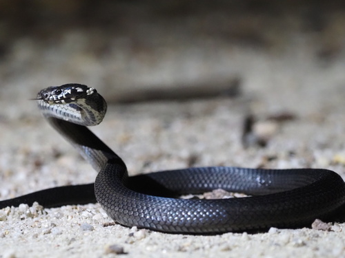 Stephens' Banded Snake sighting
