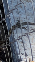 Podarcis siculus siculus