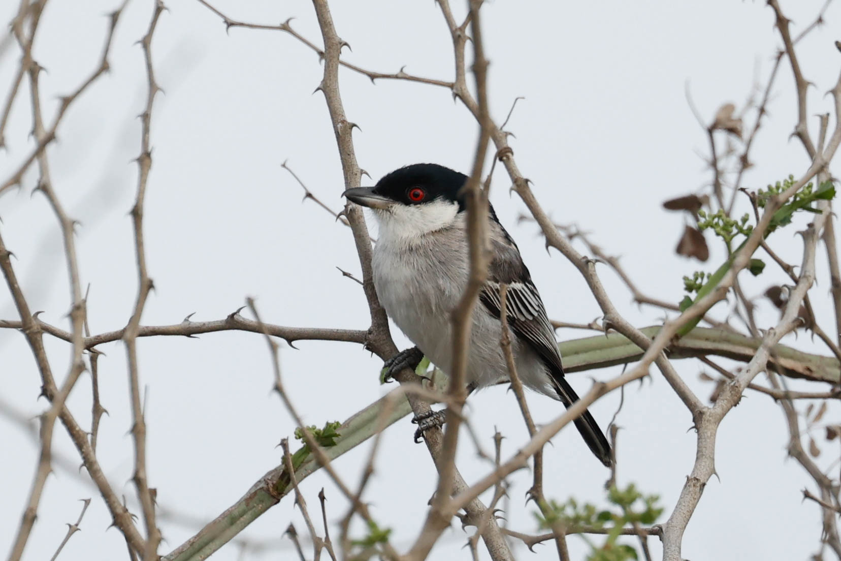 Pringle's Puffback (Dryoscopus pringlii), photo 4