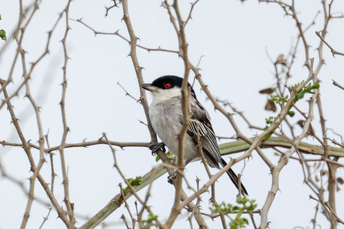 Pringle's Puffback (Dryoscopus pringlii), photo 6