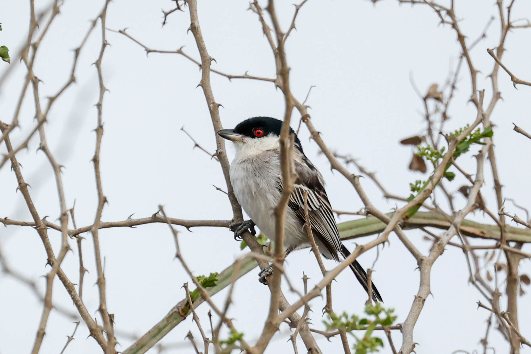 Pringle's Puffback (Dryoscopus pringlii), photo 5