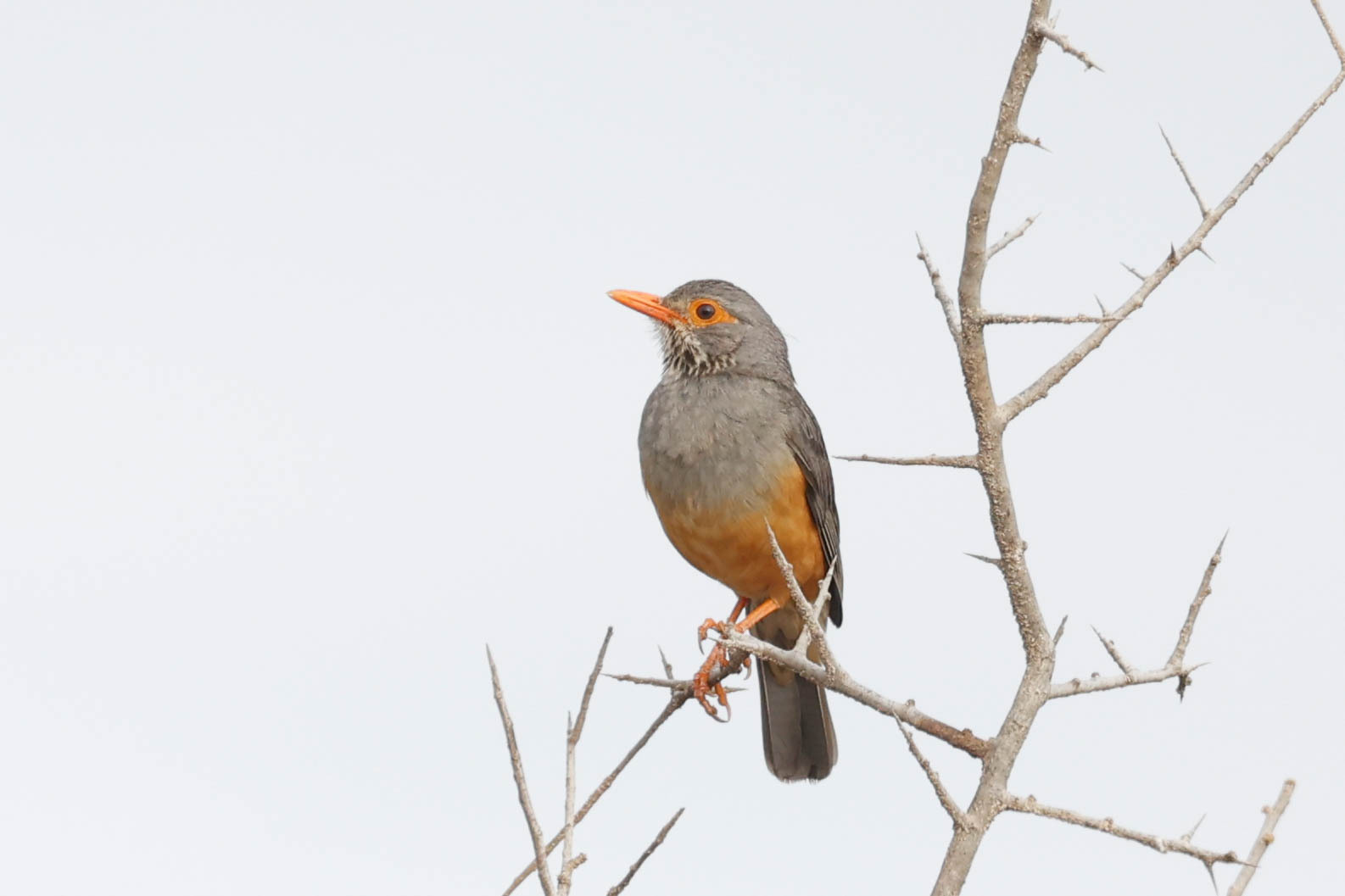 Bare-eyed Thrush (Turdus tephronotus), photo 9