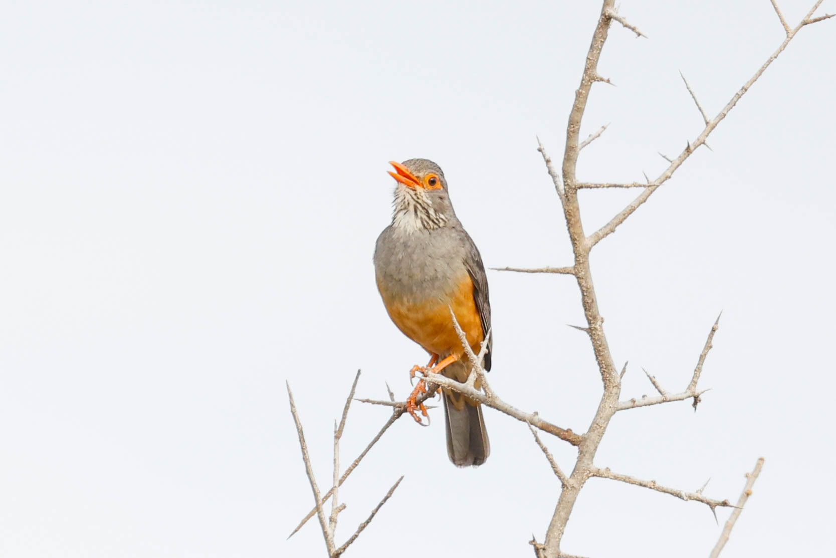 Bare-eyed Thrush (Turdus tephronotus), photo 10