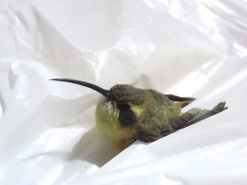 Grey-chinned Hermit (Phaethornis griseogularis), photo 3