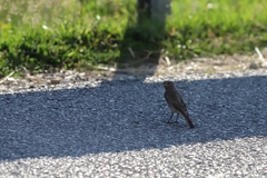 Phoenicurus ochruros