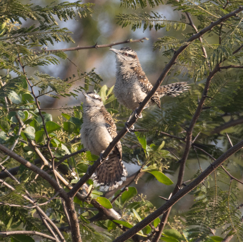 Veracruz Wren (Campylorhynchus rufinucha), photo 3