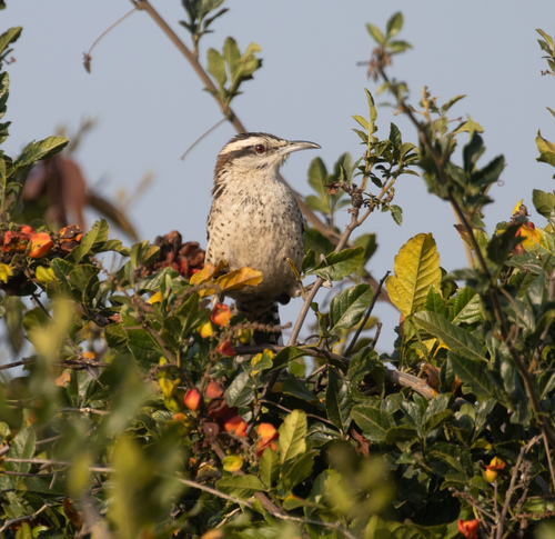 Veracruz Wren (Campylorhynchus rufinucha), photo 2