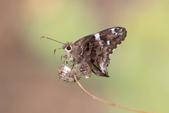 Codatractus arizonensis