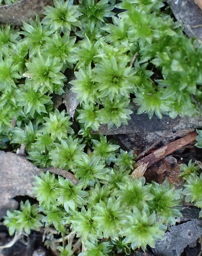 Billarder's bryum moss