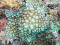 Hydnophora microconos