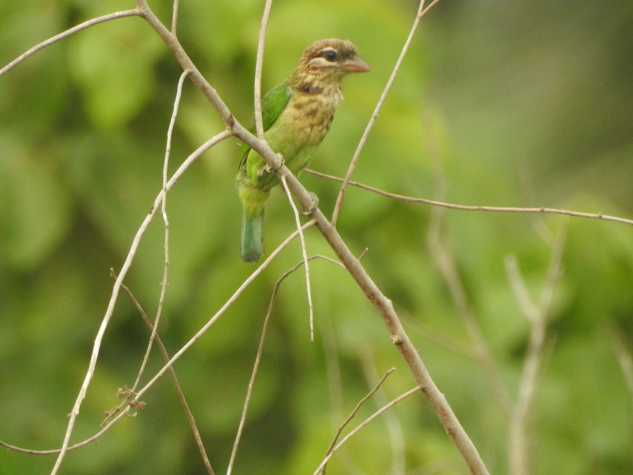 White-cheeked Barbet