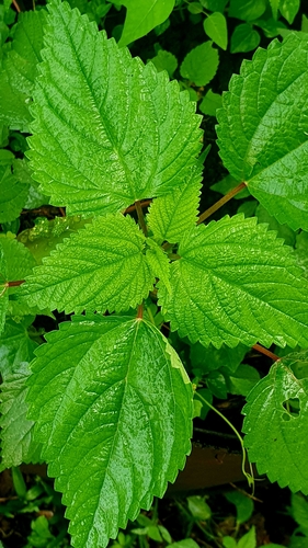 Laportea interrupta, photograph 3