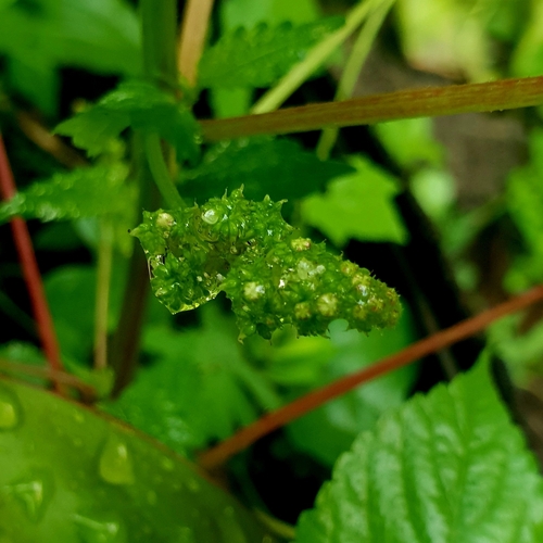 Image of Laportea interrupta by (c) John Tasirin, some rights reserved (CC BY)