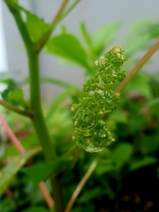Laportea interrupta, photograph (c) John Tasirin, some rights reserved (CC BY)