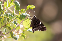 Codatractus arizonensis