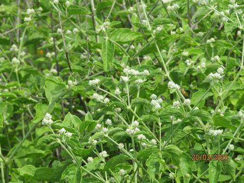 Alternanthera albotomentosa observed 2025-03-20
