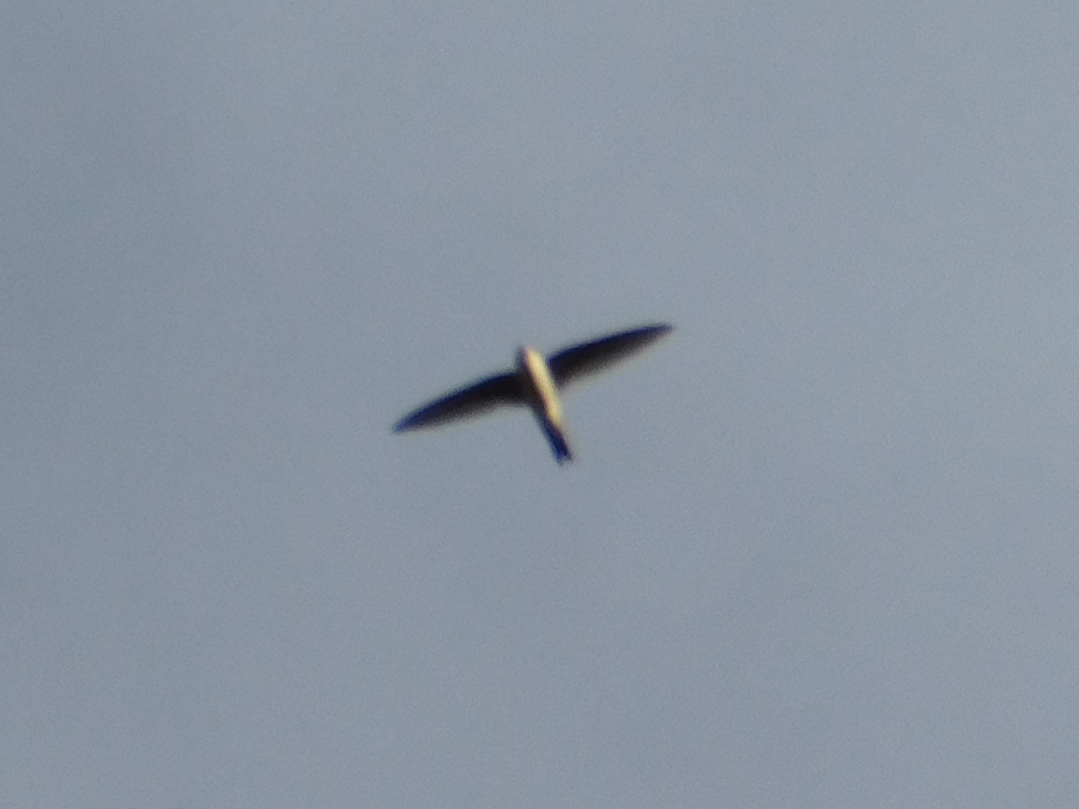 Andean Swift (Aeronautes andecolus), photo 4