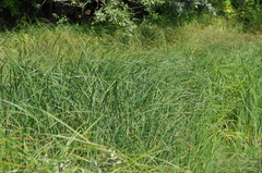 Carex acuta