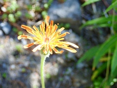 Agoseris aurantiaca