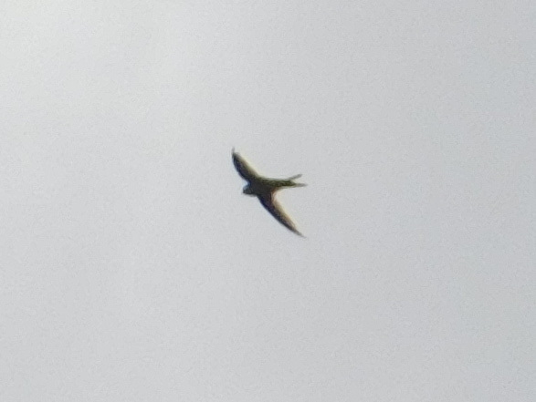 Andean Swift (Aeronautes andecolus), photo 6