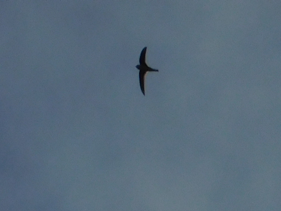 Andean Swift (Aeronautes andecolus), photo 5