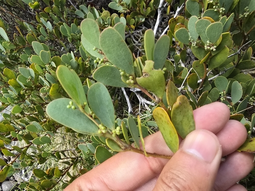Image of Acacia alpina by (c) Josh, some rights reserved (CC BY)