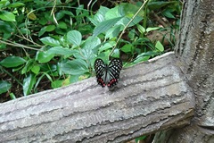 Hestina assimilis assimilis