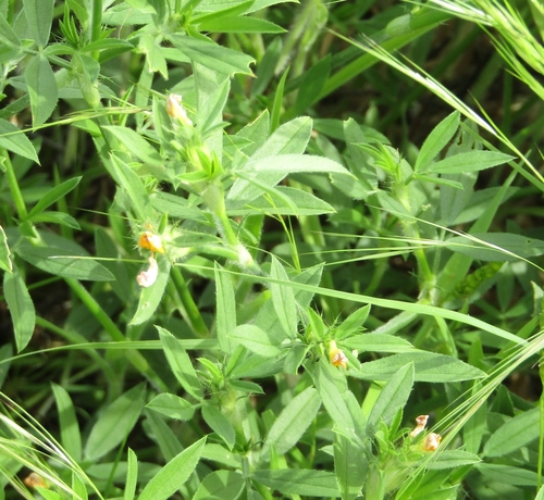 Stylosanthes sympodialis observed 2025-03-20