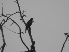 Chloropsis aurifrons