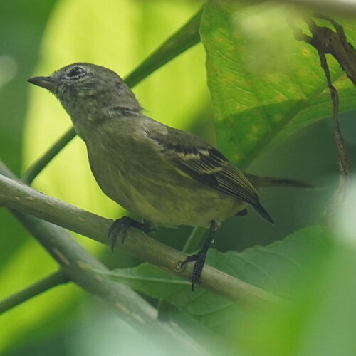 Rough-legged Tyrannulet (Acrochordopus burmeisteri), photo 6