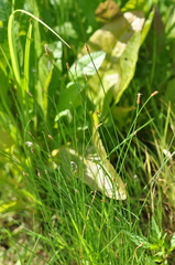 Eleocharis palustris