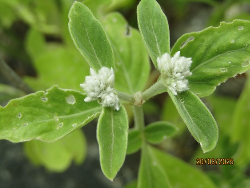 Alternanthera albotomentosa observed 2025-03-20
