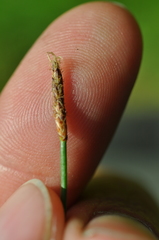 Eleocharis palustris