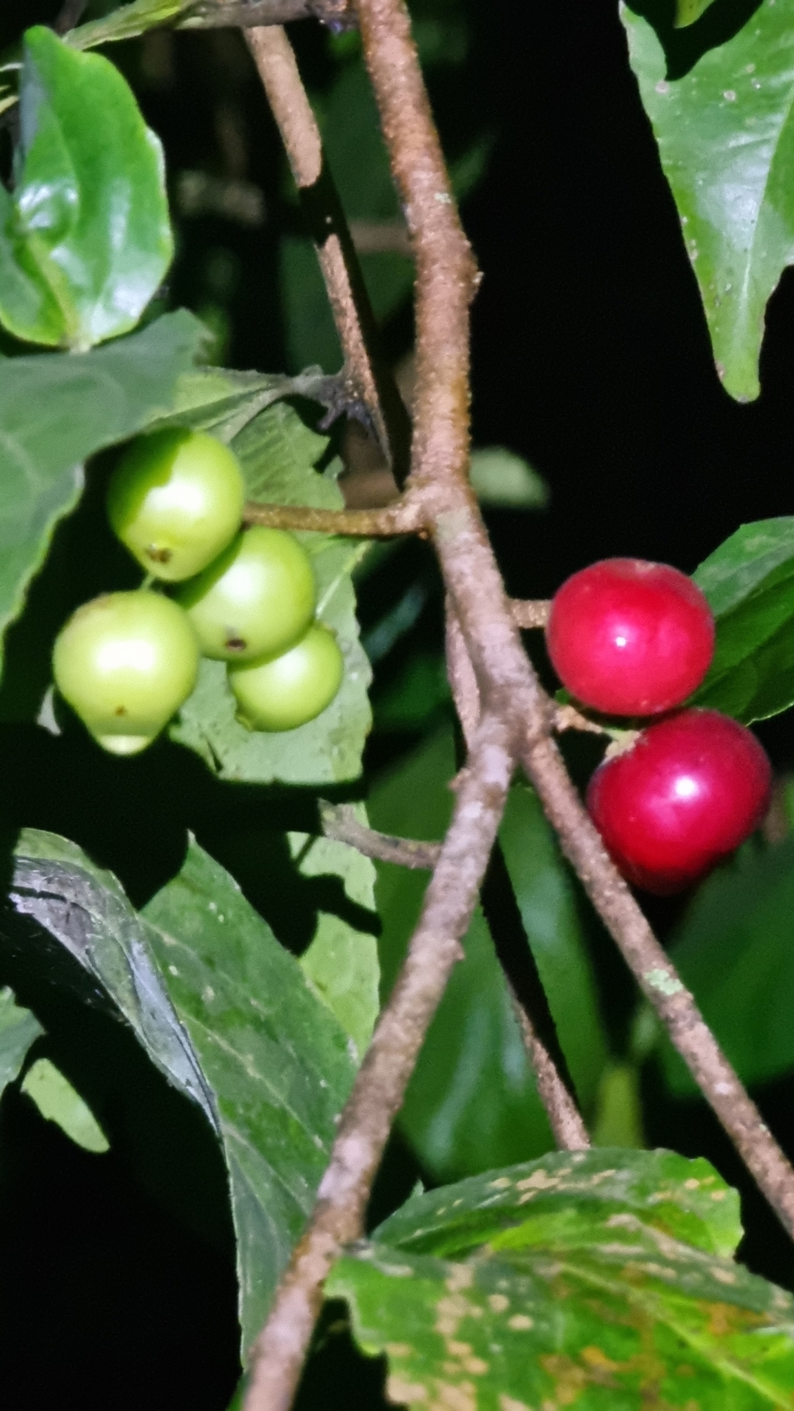 Lovi-Lovi (Flacourtia inermis)