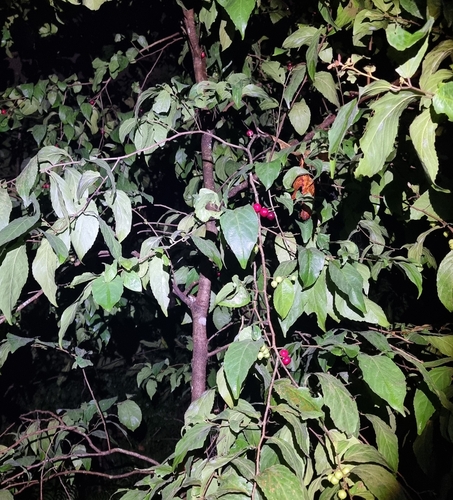 Image of Flacourtia inermis by (c) Peter Crowcroft, some rights reserved (CC BY)