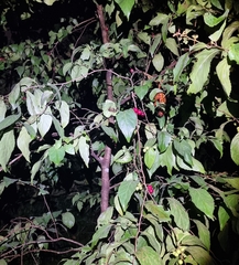 (c) Peter Crowcroft, some rights reserved (CC BY) Flacourtia inermis, photograph (c) Peter Crowcroft, some rights reserved (CC BY)
