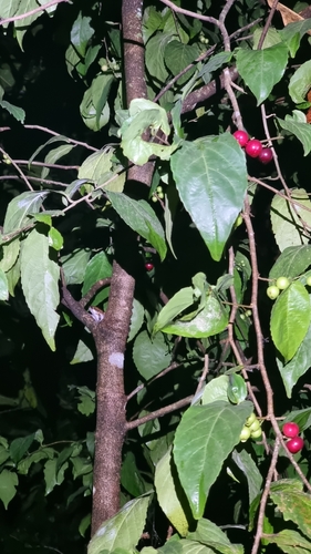 Flacourtia inermis, photograph 3