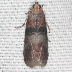 Sciota vetustella