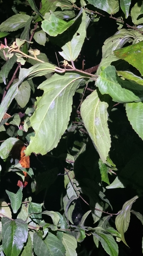 Image of Flacourtia inermis by (c) Peter Crowcroft, some rights reserved (CC BY)