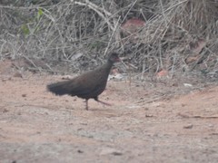 Galloperdix spadicea