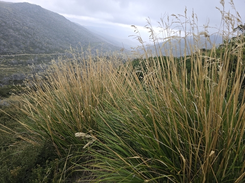 Image of Chionochloa frigida by (c) Josh, some rights reserved (CC BY)