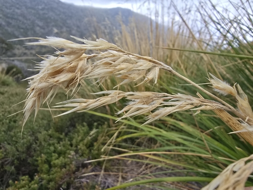 Image of ribbony grass by (c) Josh, some rights reserved (CC BY)