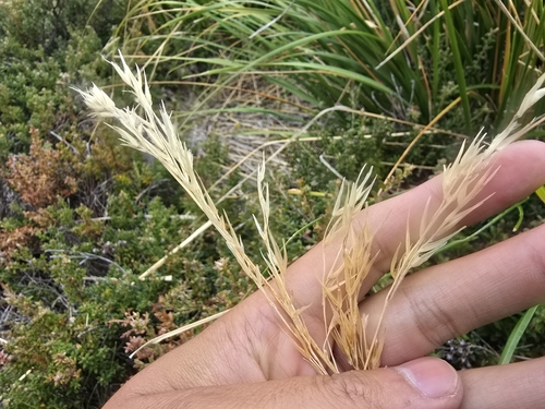 Image of ribbony grass by (c) Josh, some rights reserved (CC BY)